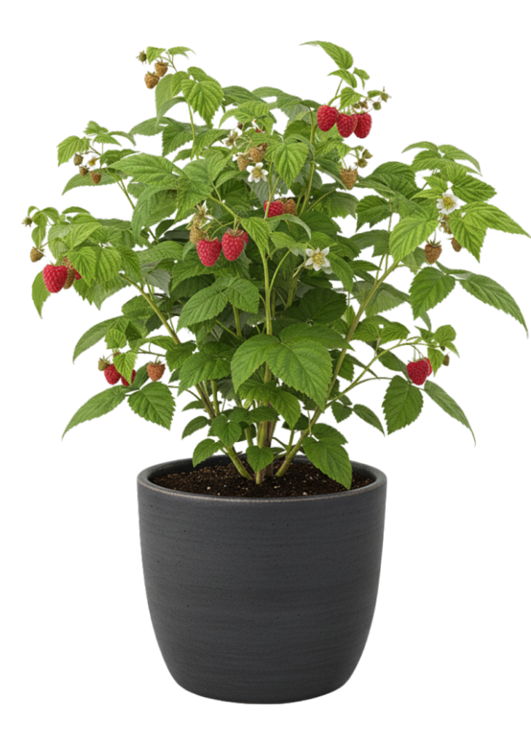 Himbeere Topfpflanze mit roten Himbeeren und grünen Blättern in einem schwarzen Behälter.