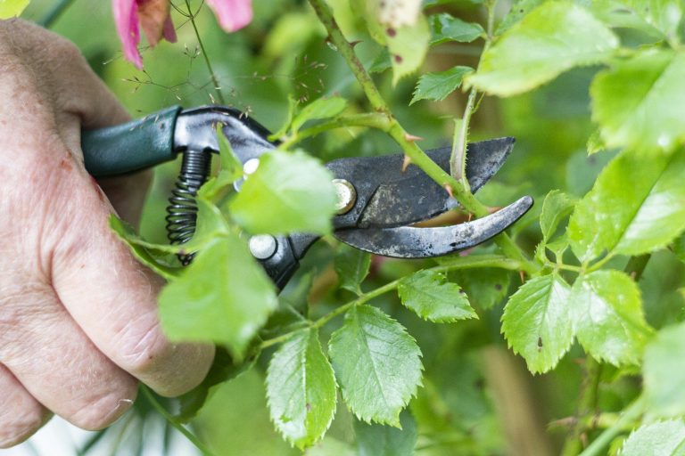 Pflanzenpflege Eine Hand schneidet mit einer Gartenschere Rosenäste ab.