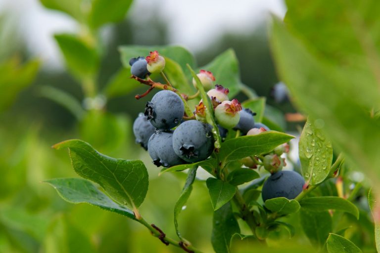 Essbar und gesund Reife essbare Heidelbeeren hängen an einem grünen Strauch im Freien.