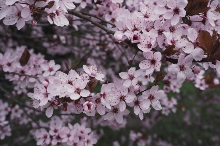 Attraktivität Zweige mit zarten rosa Blüten einer Kirschblüte.