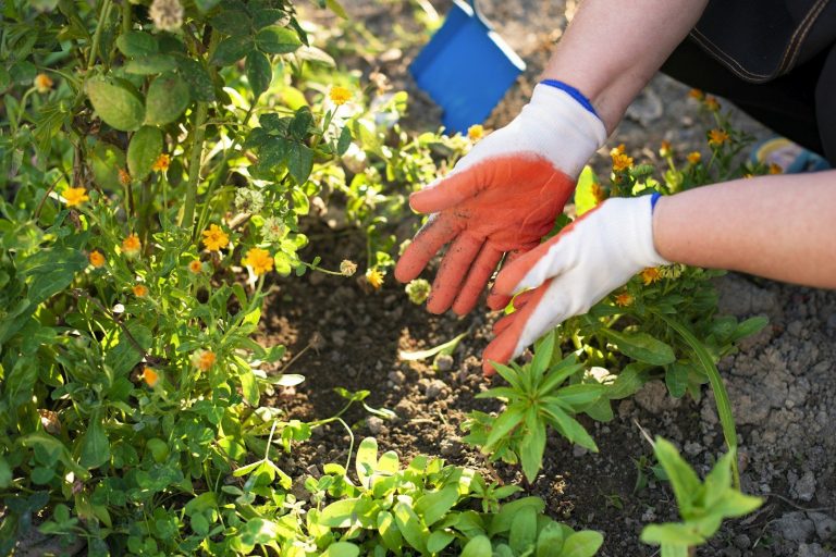 Bepflanzung und Umsetzung Hände pflanzen Blumen in einem Garten mit essbaren Pflanzen.